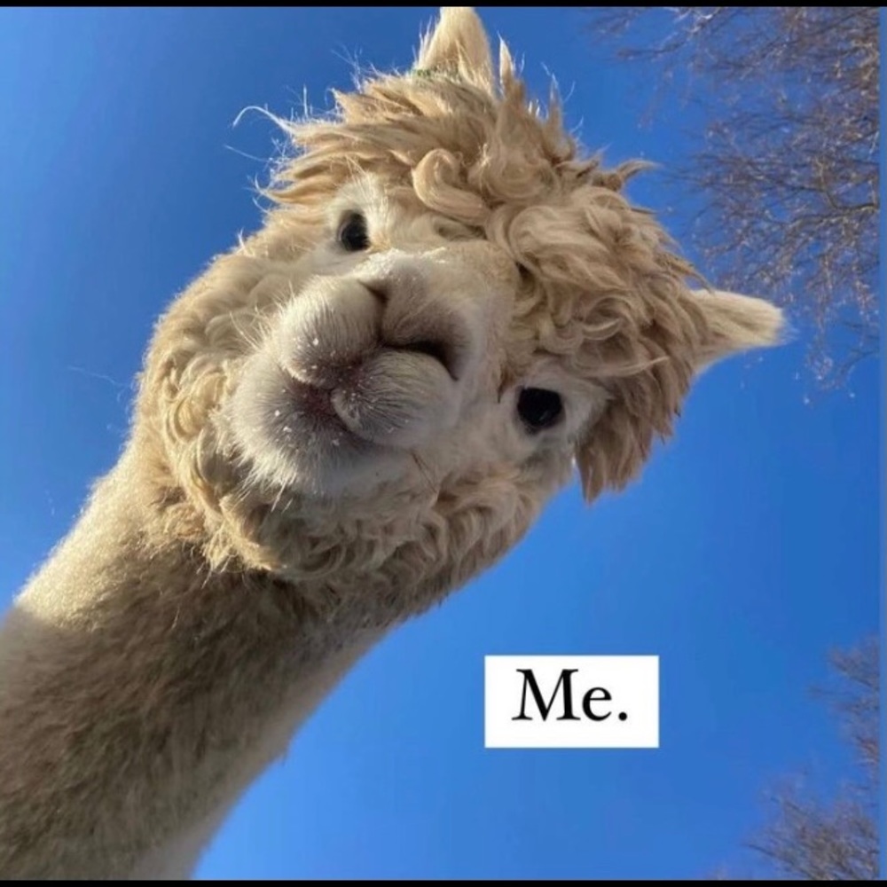 Meet your Posher, Ness